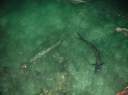 Tarpon at Saba Rock