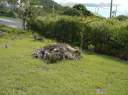 The cemetary at Virgin Gorda