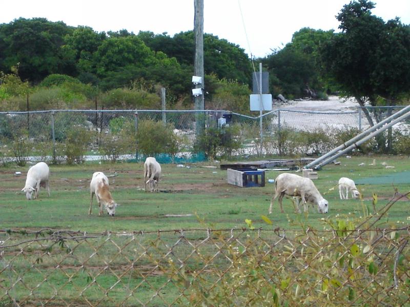 Goats near cemetary on Virgin Gorda

(Click on image to view full-size image (1280x960, 286 kb))