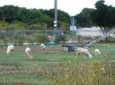 Goats near cemetary on Virgin Gorda