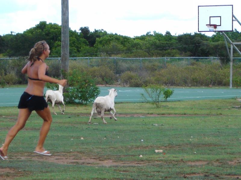 Marissa chasing after the goats

(Click on image to view full-size image (1280x960, 212 kb))