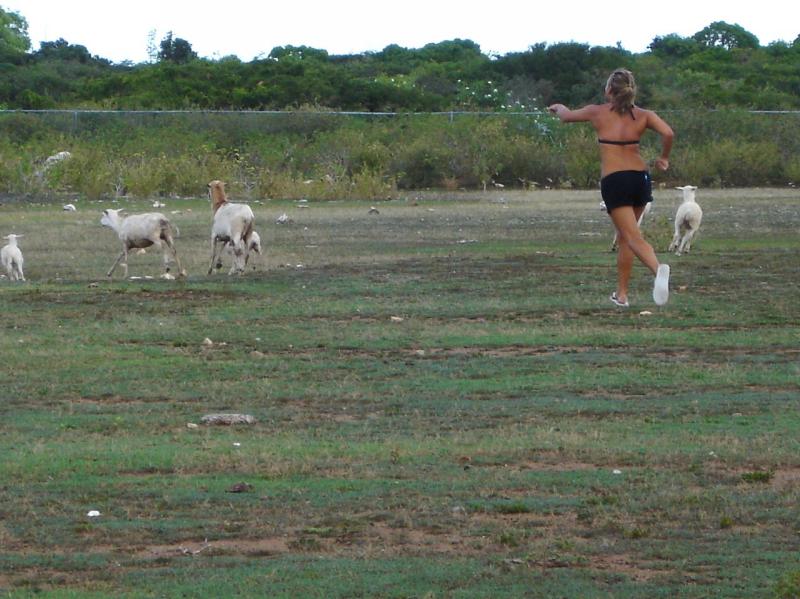 Marissa chasing after the goats

(Click on image to view full-size image (1280x960, 261 kb))
