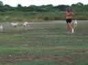 Marissa chasing after the goats