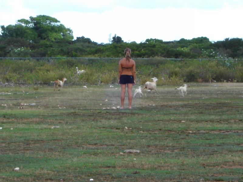 Mar gives up chasing the goats!

(Click on image to view full-size image (1280x960, 195 kb))