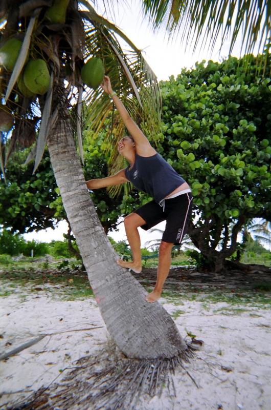Britt picking coconuts at Anagada

(Click on image to view full-size image (1024x1544, 793 kb))