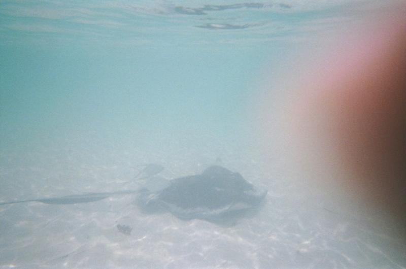 Ray - Cow Wreck Beach - Anagada

(Click on image to view full-size image (1544x1024, 234 kb))