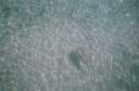 A fish at Little Harbour, Peter Island