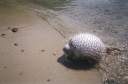 A puffer fish caught by Traig at Little Harbour, Peter Island