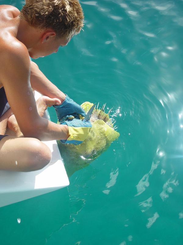 Traig removing the dive bag (net) from the puffer fish

(Click on image to view full-size image (960x1280, 562 kb))
