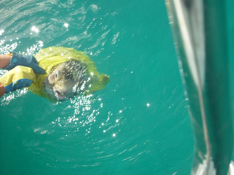 Traig removing the dive bag (net) from the puffer fish

(Click on image to view full-size image (1280x960, 561 kb))
