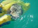 Traig removing the hook from the puffer fish