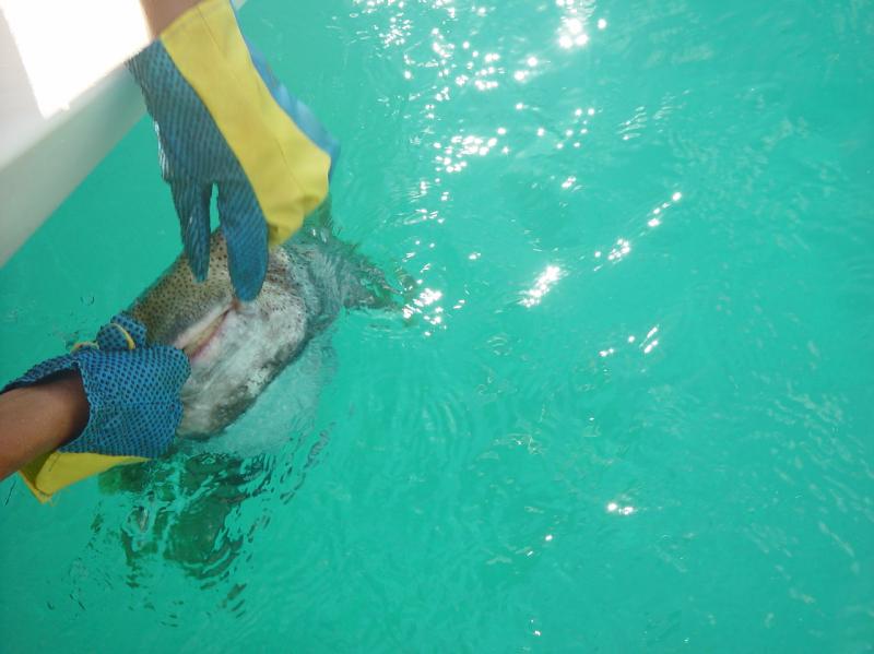 Traig removing the hook from the puffer fish

(Click on image to view full-size image (1280x960, 548 kb))