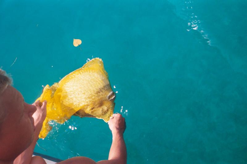 Traig removing the dive bag (net) from the puffer fish

(Click on image to view full-size image (1536x1024, 374 kb))