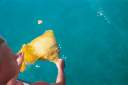 Traig removing the dive bag (net) from the puffer fish