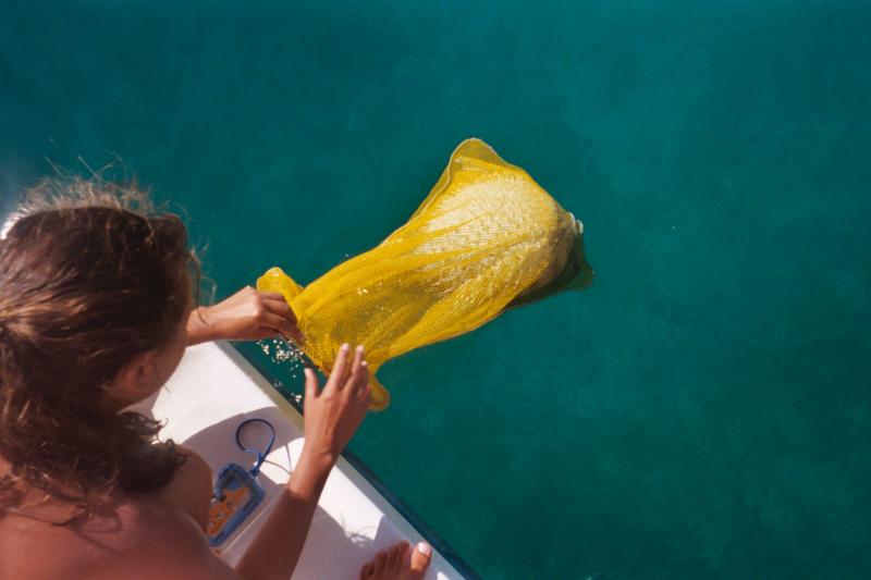 Kristen removing the dive bag (net) from the puffer fish

(Click on image to view full-size image (1536x1024, 350 kb))