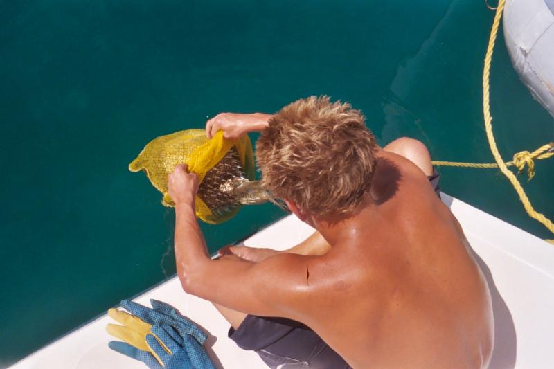 Traig removing the dive bag (net) from the puffer fish

(Click on image to view full-size image (1536x1024, 389 kb))