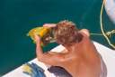 Traig removing the dive bag (net) from the puffer fish