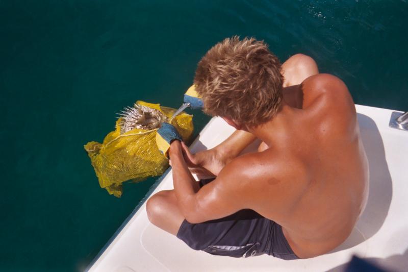 Traig removing the dive bag (net) from the puffer fish

(Click on image to view full-size image (1536x1024, 345 kb))