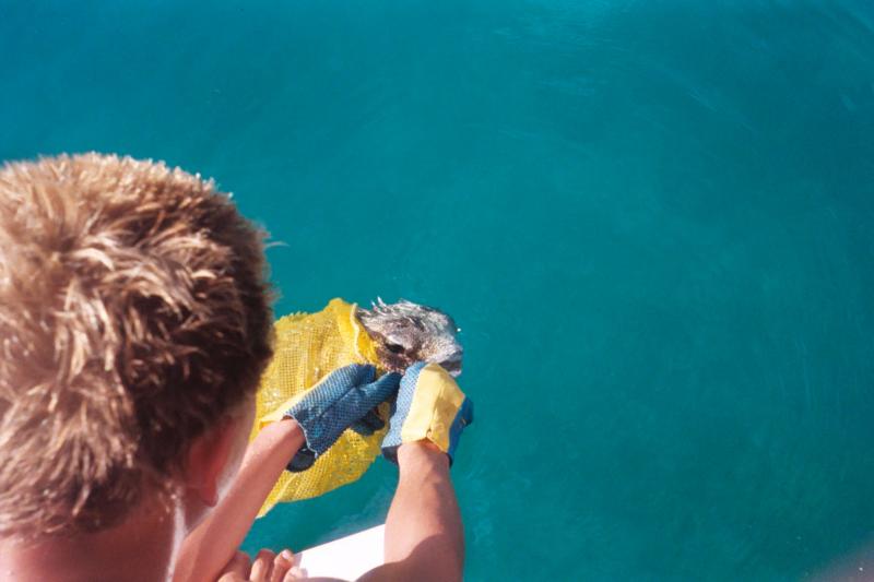 Traig removing the dive bag (net) from the puffer fish

(Click on image to view full-size image (1536x1024, 413 kb))