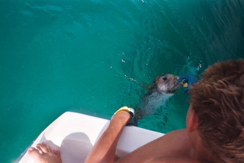 Goodbye puffer fish

(Click on image to view full-size image (1536x1024, 424 kb))